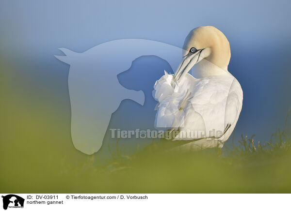 northern gannet / DV-03911