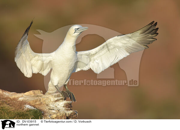 northern gannet / DV-03915