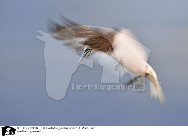 northern gannet / DV-03916