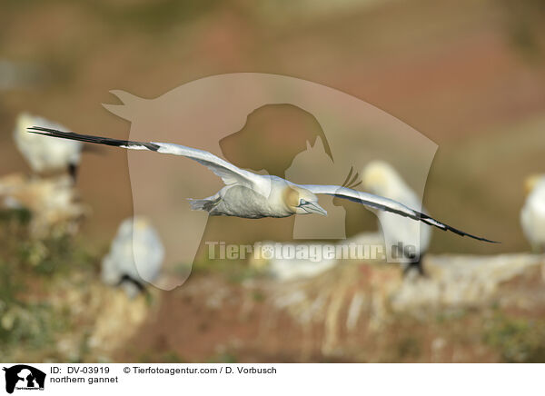 northern gannet / DV-03919