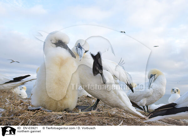 northern gannet / DV-03921
