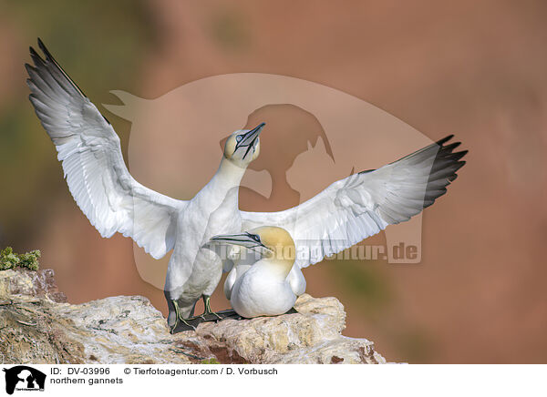 Basstlpel / northern gannets / DV-03996