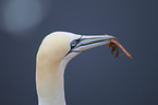 northern gannet