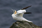 northern gannet