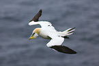 northern gannet