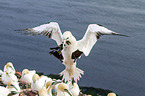 northern gannets