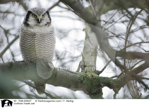 northern hawk owl / THA-05837
