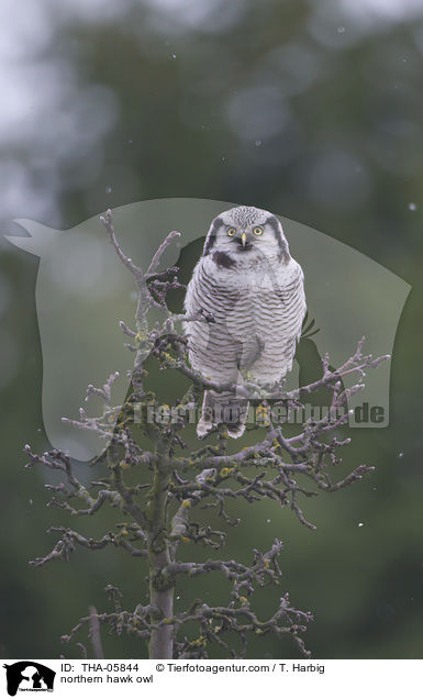 northern hawk owl / THA-05844