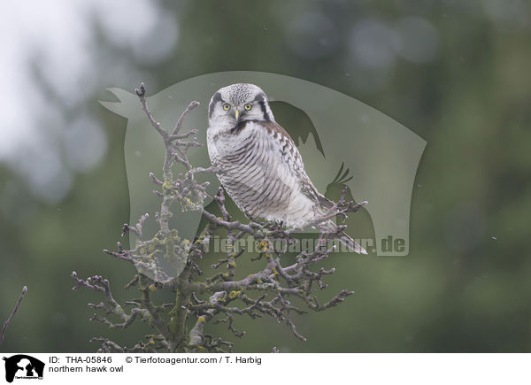 northern hawk owl / THA-05846