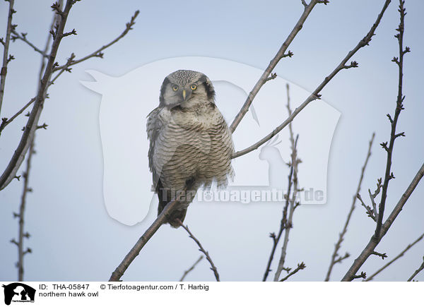 northern hawk owl / THA-05847