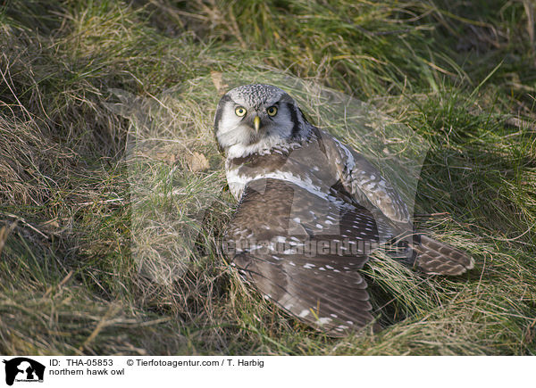 northern hawk owl / THA-05853