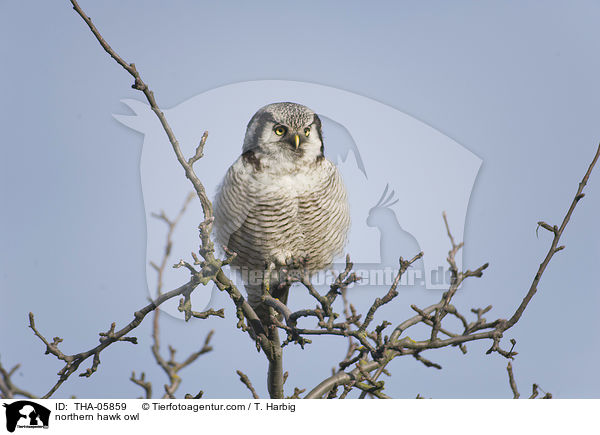 northern hawk owl / THA-05859