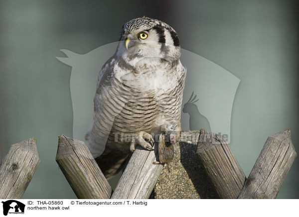 northern hawk owl / THA-05860