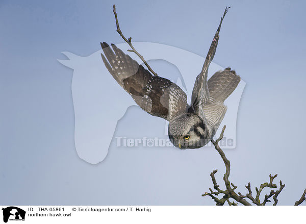 Sperbereule / northern hawk owl / THA-05861
