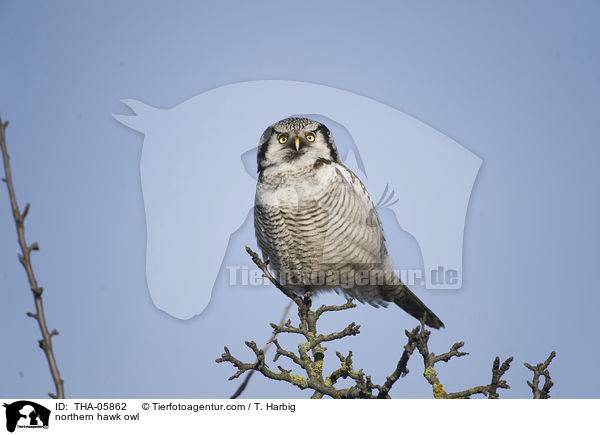 northern hawk owl / THA-05862
