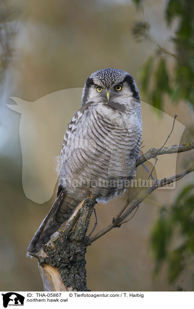 northern hawk owl / THA-05867