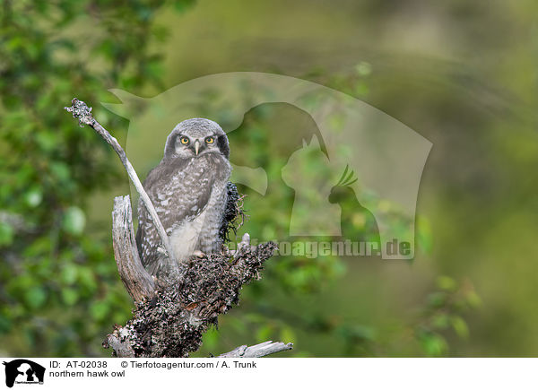 northern hawk owl / AT-02038