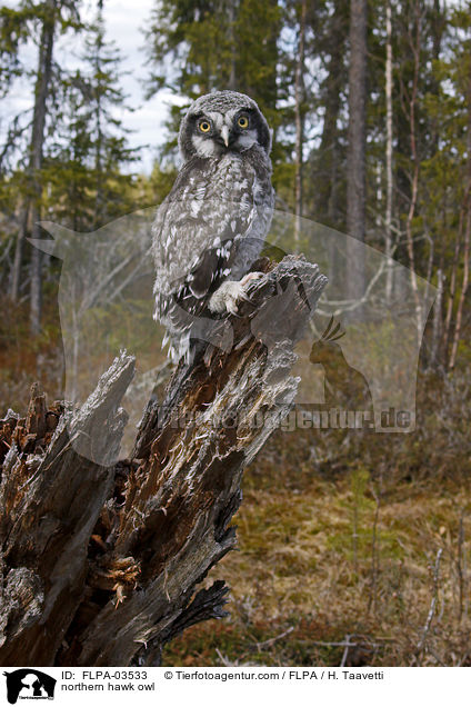 northern hawk owl / FLPA-03533