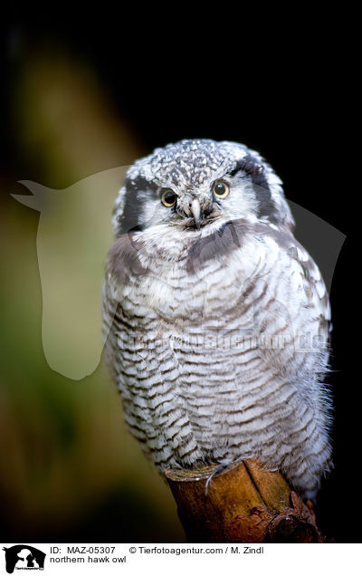 northern hawk owl / MAZ-05307