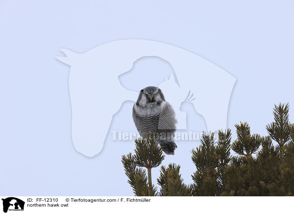 northern hawk owl / FF-12310