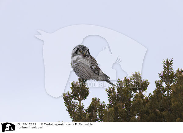northern hawk owl / FF-12312