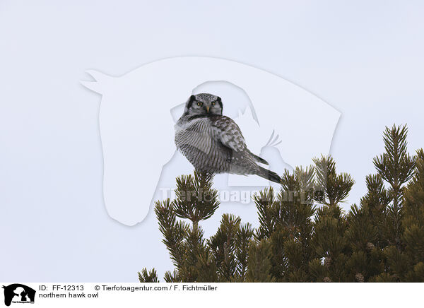 Sperbereule / northern hawk owl / FF-12313