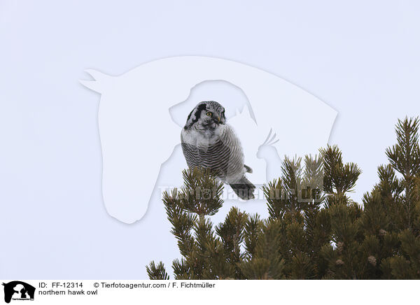 northern hawk owl / FF-12314
