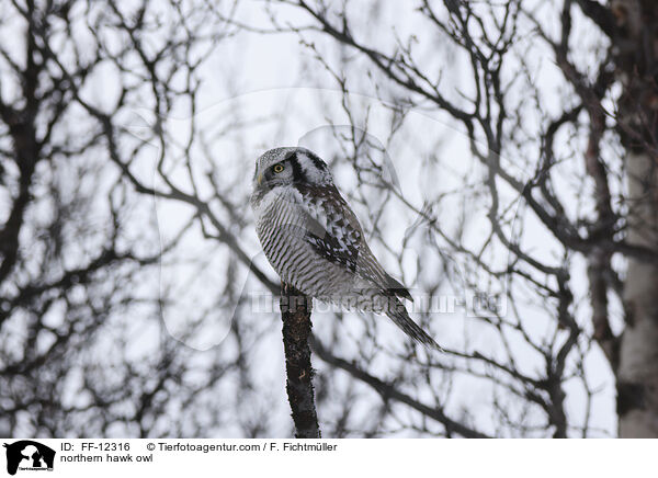 northern hawk owl / FF-12316
