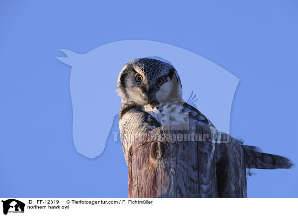 northern hawk owl / FF-12319