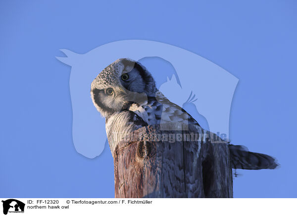 northern hawk owl / FF-12320