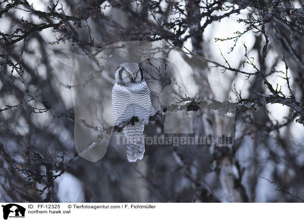 Sperbereule / northern hawk owl / FF-12325