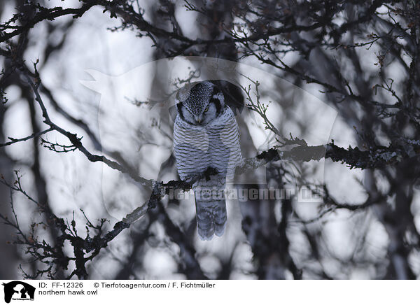 northern hawk owl / FF-12326