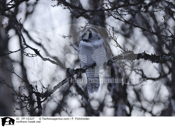 northern hawk owl / FF-12327