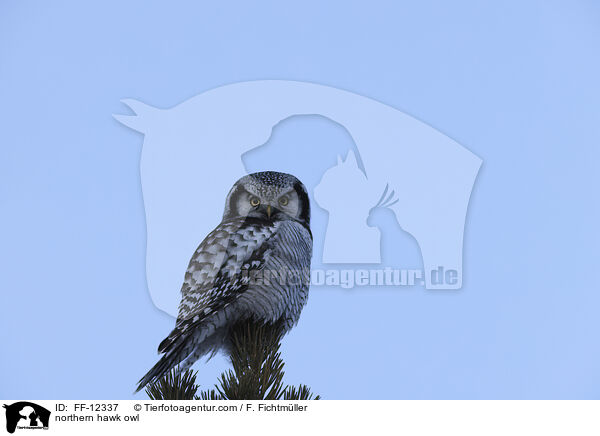 northern hawk owl / FF-12337