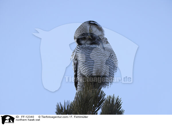 northern hawk owl / FF-12340