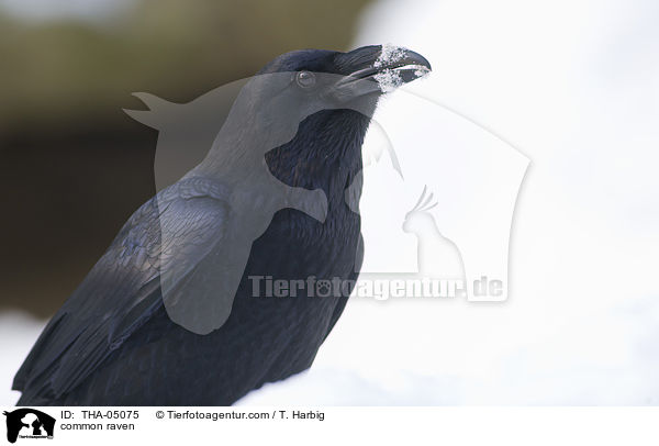 common raven / THA-05075