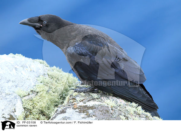 common raven / FF-03108