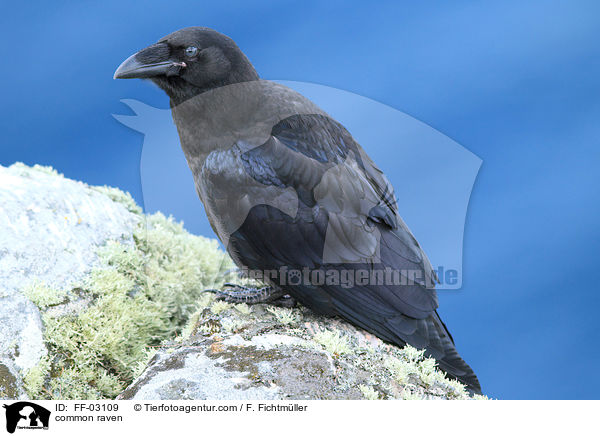 common raven / FF-03109