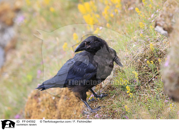 common raven / FF-04592