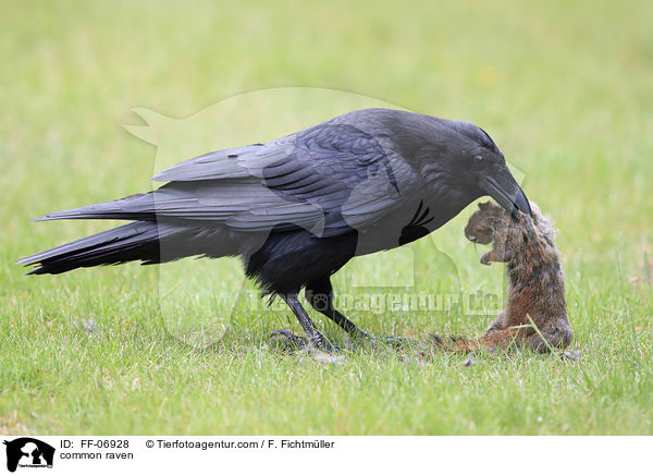 Kolkrabe / common raven / FF-06928