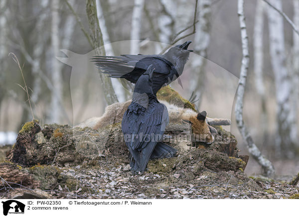 2 Kolkraben / 2 common ravens / PW-02350