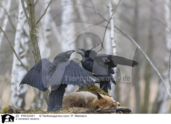 2 Kolkraben / 2 common ravens / PW-02361
