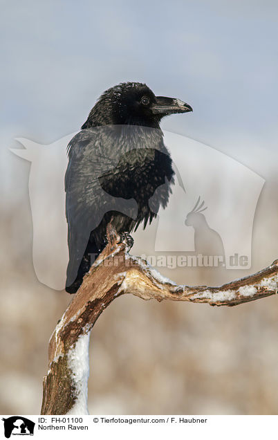 Kolkrabe / Northern Raven / FH-01100