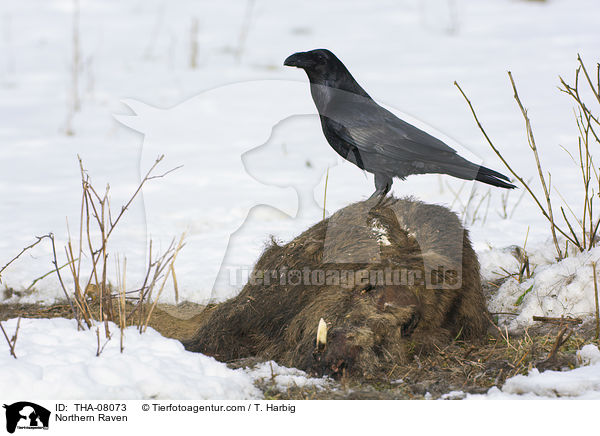 Kolkrabe / Northern Raven / THA-08073