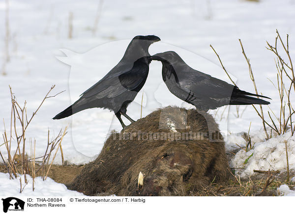Northern Ravens / THA-08084