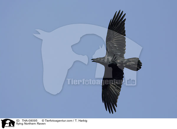 flying Northern Raven / THA-08095