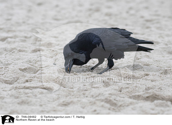 Northern Raven at the beach / THA-08482