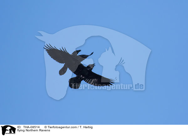 flying Northern Ravens / THA-08514