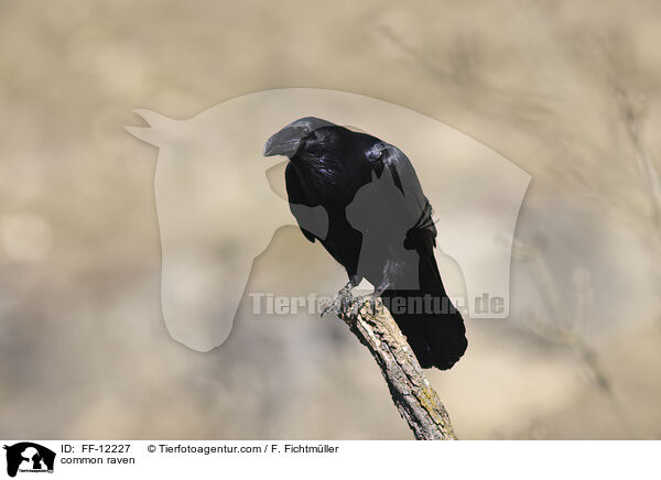 common raven / FF-12227