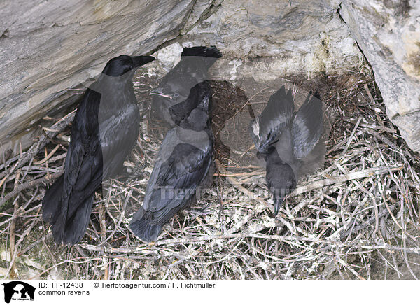 common ravens / FF-12438